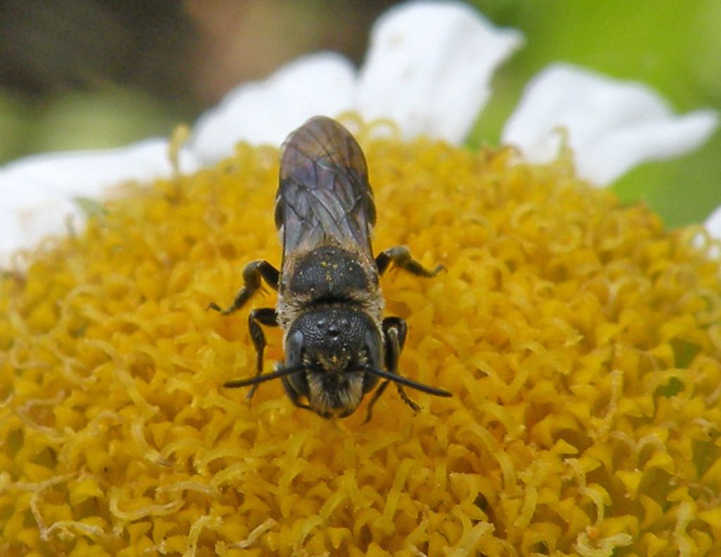 Piccole Andrena sp? No.  Heriades sp. (Apidae Megachilinae)